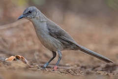 Mimus graysoni