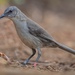 Socorro Mockingbird - Photo (c) world_lineage, some rights reserved (CC BY-NC), uploaded by world_lineage