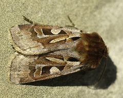 Xestia scropulana