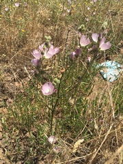 Sidalcea celata