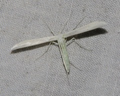 Hellinsia homodactylus