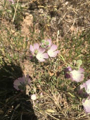 Sidalcea celata