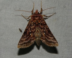 Autographa mappa