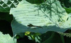 Gomphus vulgatissimus