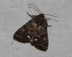 Melanchra pulverulenta