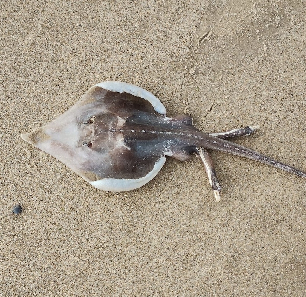 Bignose fanskate (Sympterygia acuta) — Arhynchobatidae