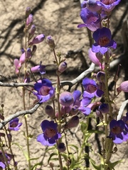 Penstemon spectabilis spectabilis
