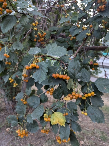 Image of Altai Mountain Thorn (Crataegus chlorocarpa) by (c) Islam Galymzhanov, some rights reserved (CC BY)