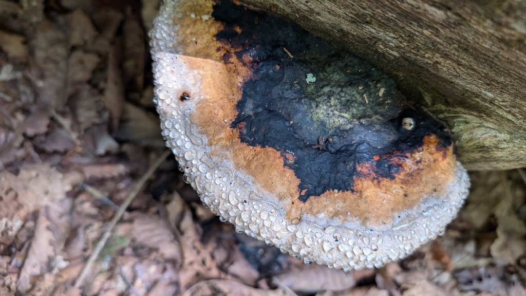 Fomitopsis pinicola · August 2024 · photo: © atsushi_nakajima_cirque (iNaturalist, cc-by)