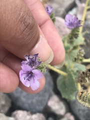 Phacelia calthifolia