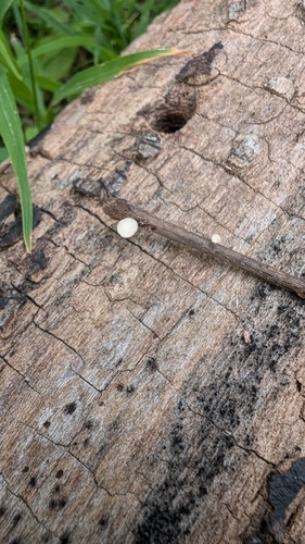 Hymenoscyphus fraxineus