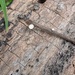 Hymenoscyphus fraxineus