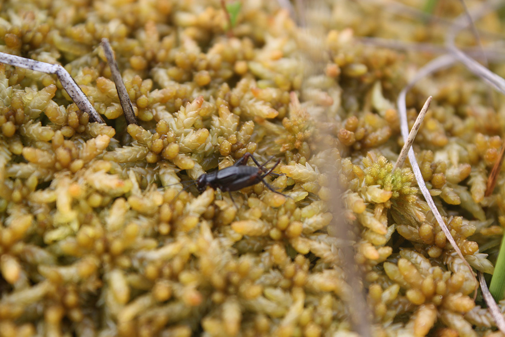 Sphagnum Ground Cricket