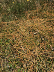 Eleocharis rostellata