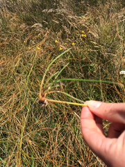 Eleocharis rostellata