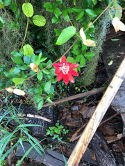 Coccinea