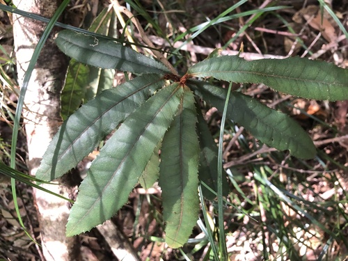 Image of Helicia ferruginea by (c) Samuel Frankel, some rights reserved (CC BY)