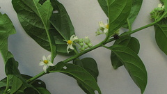 Solanum caavurana
