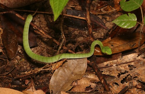 Sumatra Pit Viper