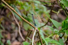 Psolodesmus mandarinus dorothea
