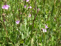 Sidalcea sparsifolia