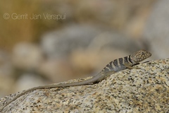 Crotaphytus vestigium