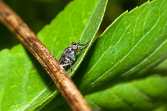 Ozodiceromyia notata