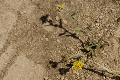 Achillea leptophylla