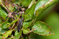 Ozodiceromyia notata