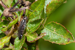 Ozodiceromyia notata
