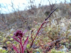 Pedicularis lapponica