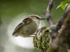 Acanthisitta chloris
