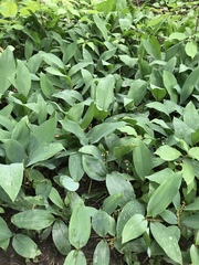 Convallaria majalis