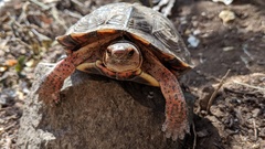 Rhinoclemmys pulcherrima rogerbarbouri