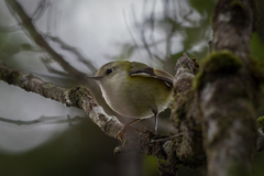 Acanthisitta chloris