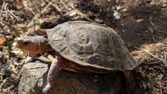 Rhinoclemmys pulcherrima rogerbarbouri