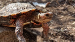 Rhinoclemmys pulcherrima rogerbarbouri