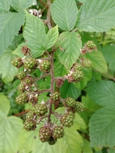 Felted-leaved Bramble (Rubus subtercanens)