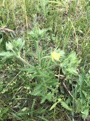 Potentilla recta