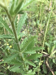 Potentilla recta