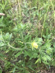 Potentilla recta