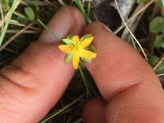Hypericum anagalloides