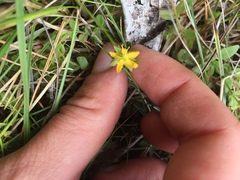 Hypericum anagalloides