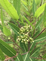Apocynum cannabinum