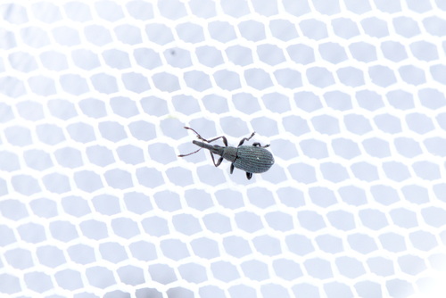 Cyanapion gyllenhalii