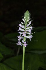 Dactylorhiza saccifera