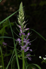 Dactylorhiza saccifera