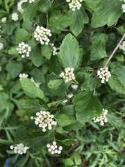 Physocarpus opulifolius
