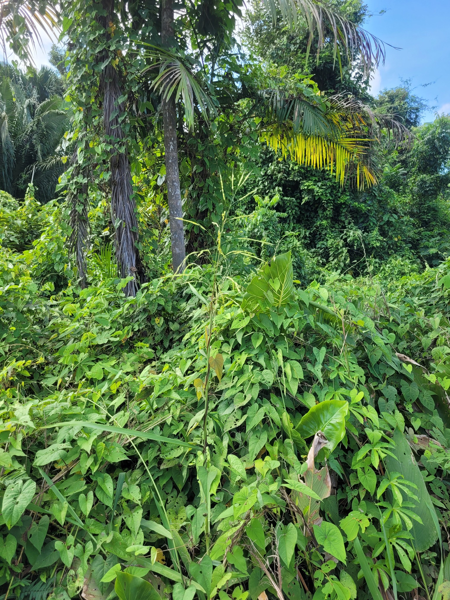 Passiflora serratodigitata
