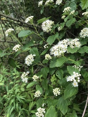 Physocarpus opulifolius
